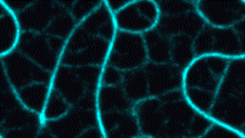 Slime Mold screensaver mode